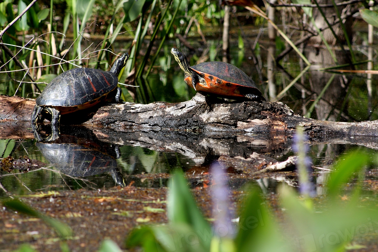 Turtles. Original public domain image