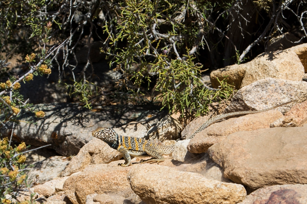 Great Basin Collared Lizard; Crotaphytus