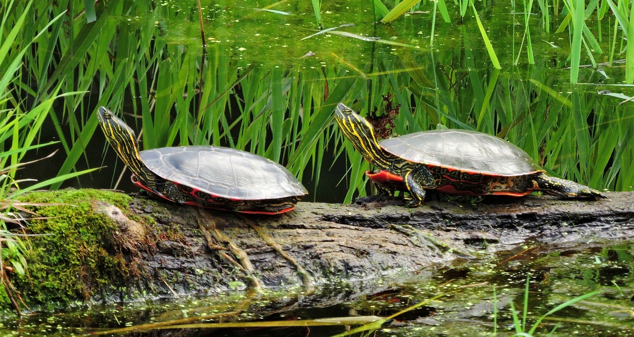 Turtles at Steigerwald Wildlife Refuge