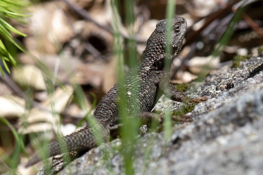 Lizard on rock