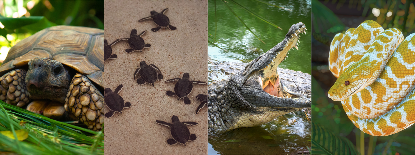 Scales of Joy, Restoring Balance Through Reptiles