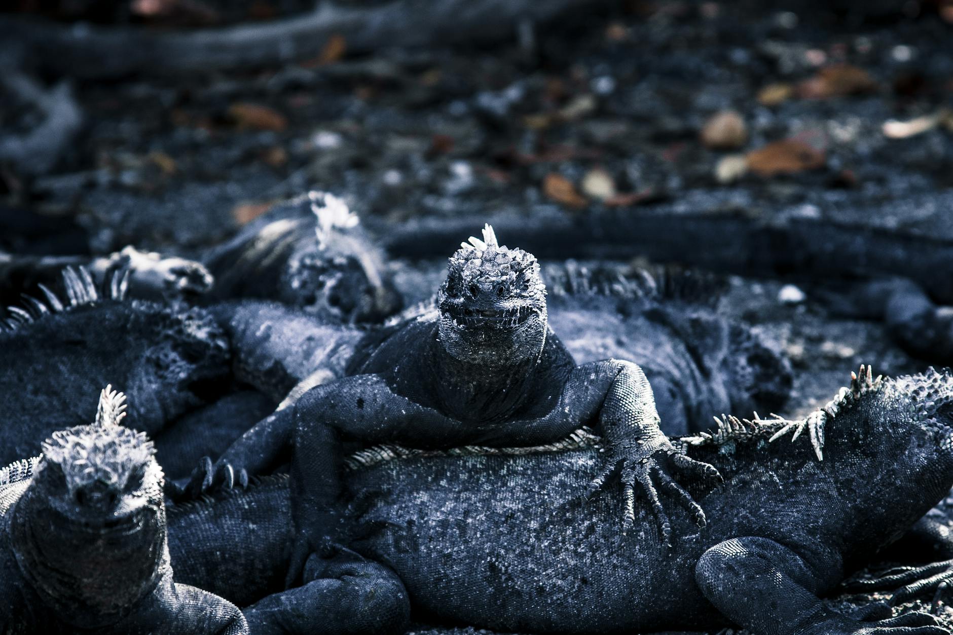 galapagos iguanas basking in the sun