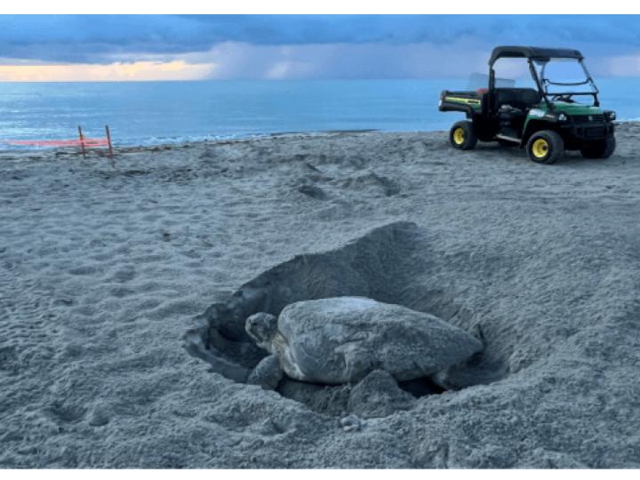 Climate Change and Its Impact on Florida’s Reptiles