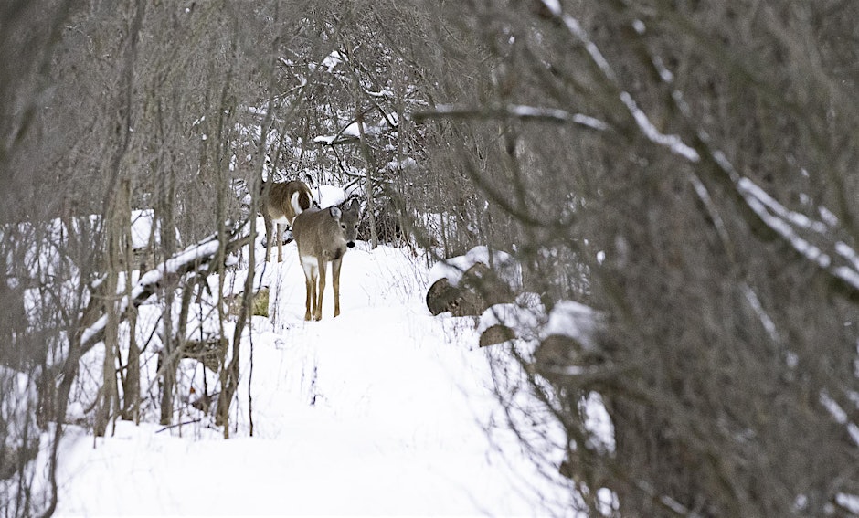 Nature in Winter