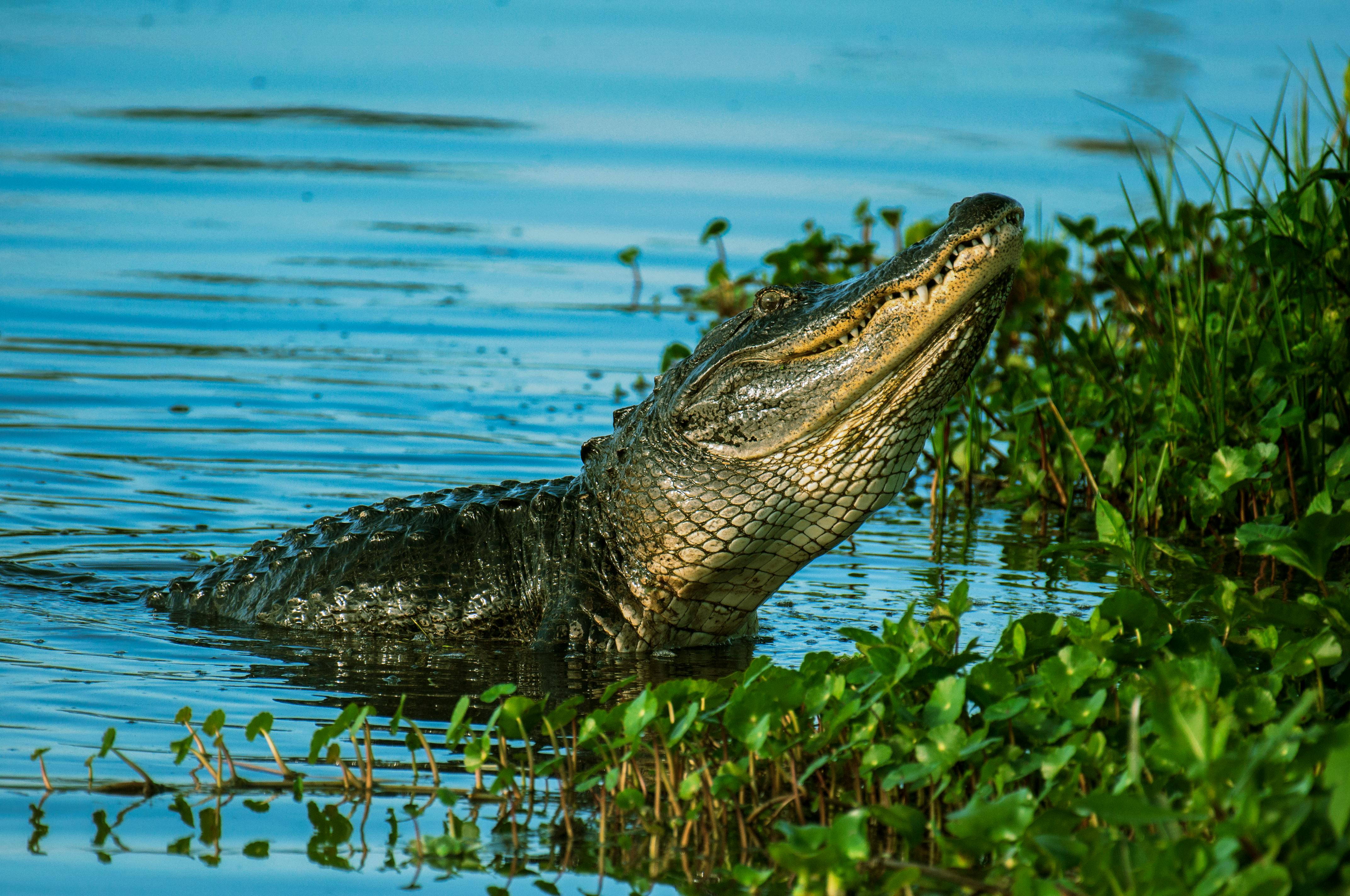 Alligators as a Keystone Species